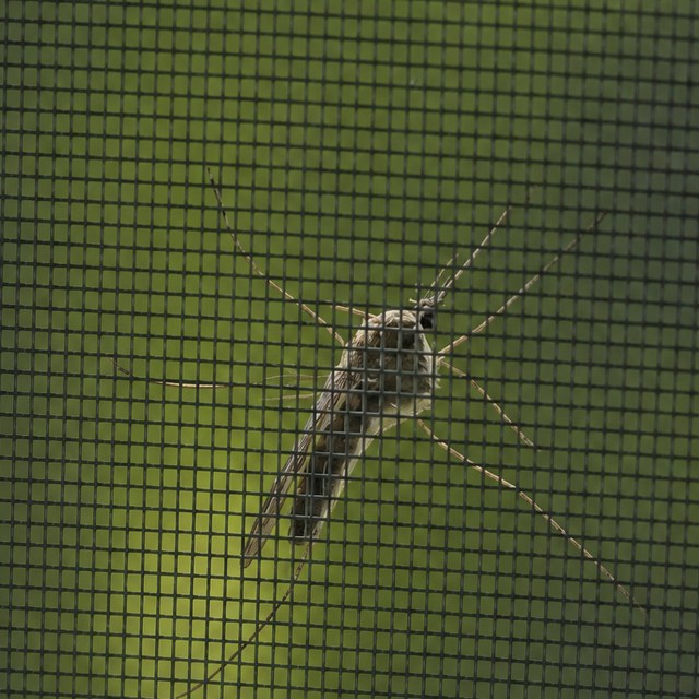 Mosquito posado por fuera de la malla